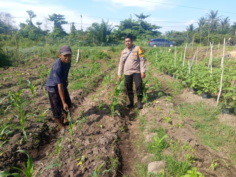 Bhabinkamtibmas Teluk Makmur Sambangi Lahan Tanaman Jagung Perkuat Ketahanan Pangan Nasional