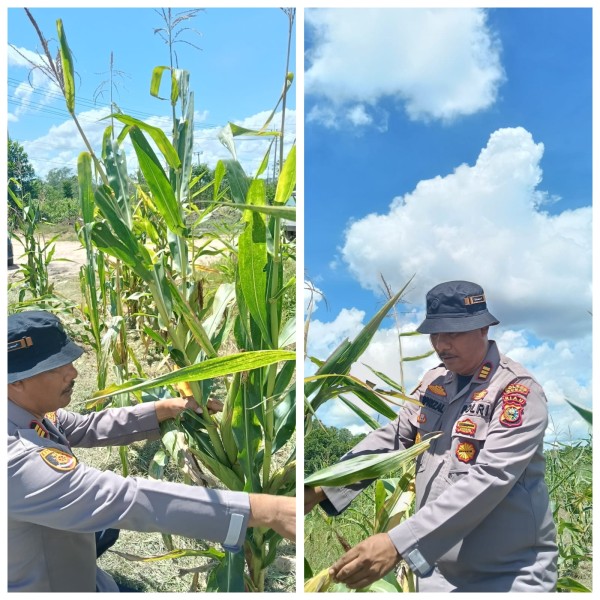 Kapolsek Medang Kampai AKP Suprizal Turun Langsung Cek Hama dan Pendampingan Pemupukan Jagung Pipil, Perkuat Ketahanan Pangan