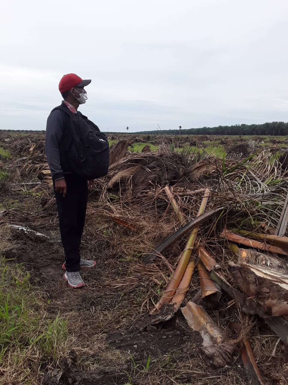 Pelaksana PT.RAS yang mengerjakan Reflanting di PTPN-IV Kebun MEP perlu mendapat perhatian Direksi