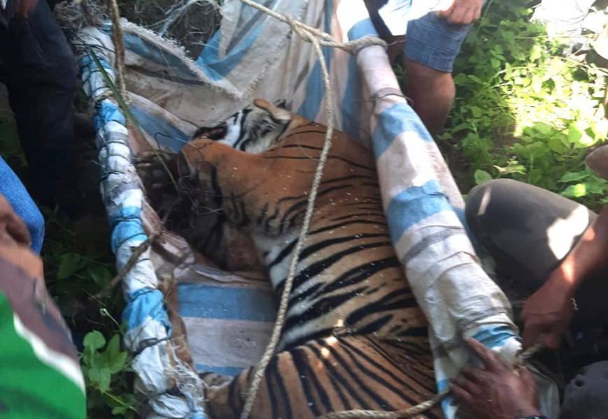 Warga Marihat Raja Bersama BBKSDA Evakuasi Harimau Yang Terjerat, Bupati Himbau Warga Tetap Waspada