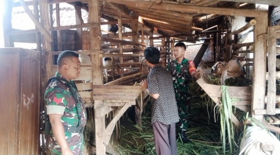 Babinsa Kalangan Pantau Peternakan Kambing, Pastikan Kondisi Ternak Terjaga