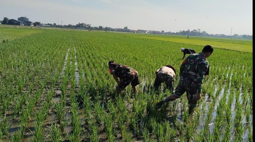 Sengkuyung Ketahanan Pangan, Babinsa Sragen Ikut 'Matun' Padi di Sawah