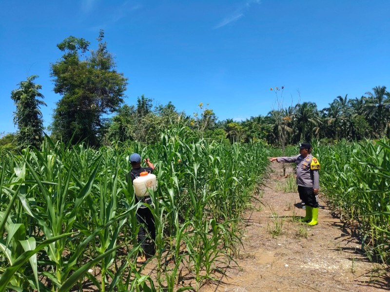 Polsek Rambah Samo Cinta Petani Bukan Slogan, Tapi Aksi Nyata di Ladang