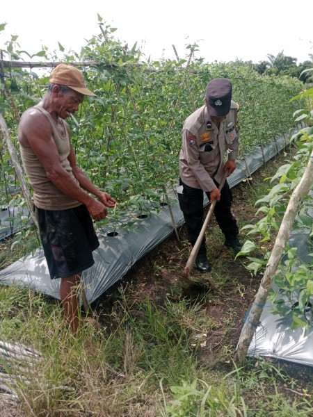 Untuk Mendukung Program Ketahanan Pangan Polsek Sungai Sembilan Siapkan Lahan Seluas Setengah Hektar Untuk Ditanami Jagung Pipil