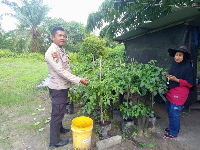 Bripka Dede sambangi petani Suryani cek tanaman cabe rawit dukung ketahanan pangan
