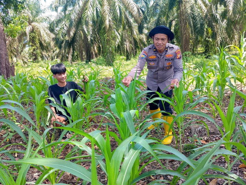 7 Hektar Lahan Jagung di Sei Salak Dipantau Langsung, Polsek Rambah Samo Komitmen Kawal Ketahanan Pangan