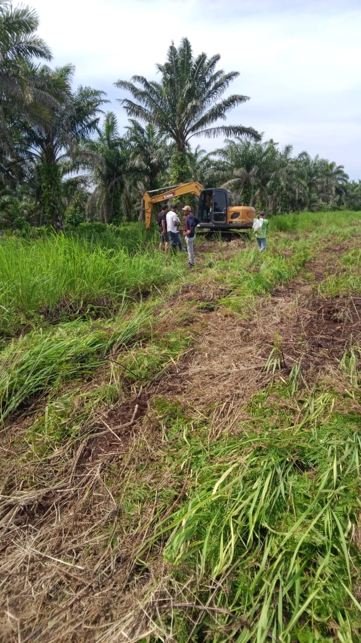 Mafia Tanah Diduga Rusak Ribuan Sawit di Labuhanbatu, Petani Desak Polisi Bertindak Tegas