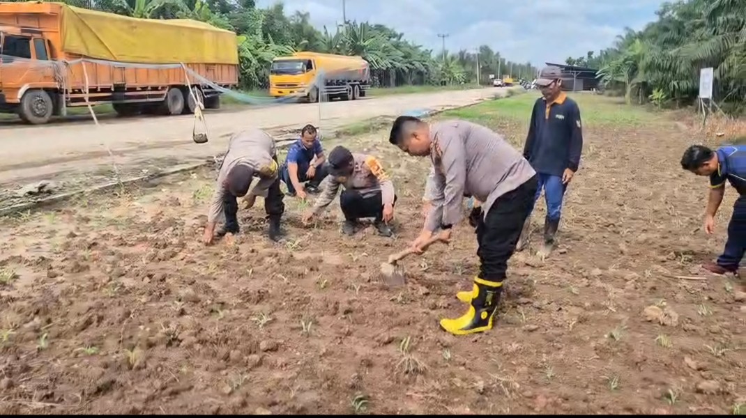 Dukung Ketahanan Pangan Nasional Kapolsek Sungai Sembilan Beserta Anggotanya Tinjau Lahan Tanaman Jagung Pipil Milik Warga