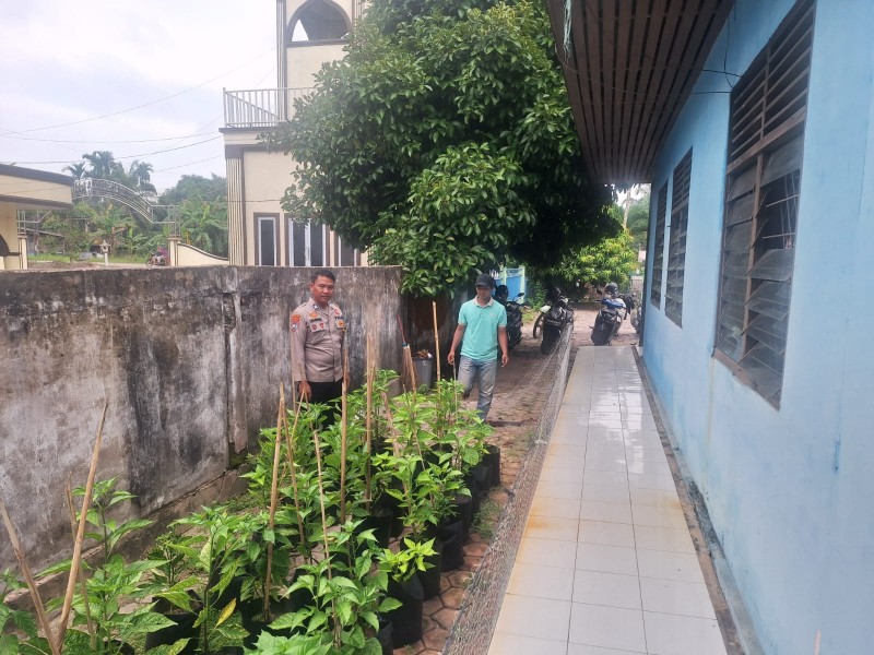 Bhabitkatimas Guntung Sambangi Petani Cabai Dukung Ketahanan Pangan Diwilayah
