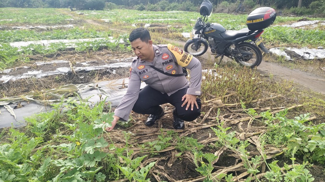 Bhabinkamtibmas Kelurahan Bukit Kayu Kapur Cek Pekarangan Pangan Bergizi Tanaman Semangka, Dukung Ketahanan Pangan Nasional