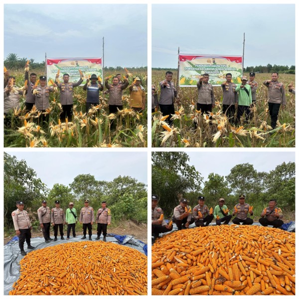 Panen Jagung Pipil Polsek Sungai Sembilan  IPTU Apriadi   Komitmen Dukung Ketahan  Pangan.