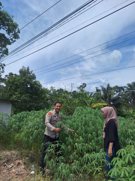 Bhabinkamtibmaa Kelurahan Guntung Sambangi Petani Ubi Perkuat Ketahanan Pangan melalui Komoditas Sumber Karbohidrat