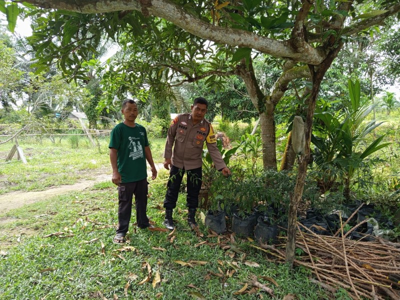 Bhabinkamtibmas Kelurahan Teluk Makmur Sambangi Kebun Cabai Merah Milik Bapak Suryo, Pastikan Ketersediaan Komoditas Penting dan Bergizi
