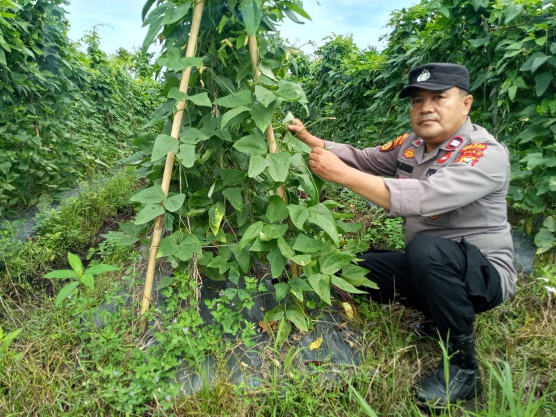 Anggota Binmas Polres Dumai Sambangi Lahan Pertanian Kacang Panjang Warga di Kelurahan Pelintung