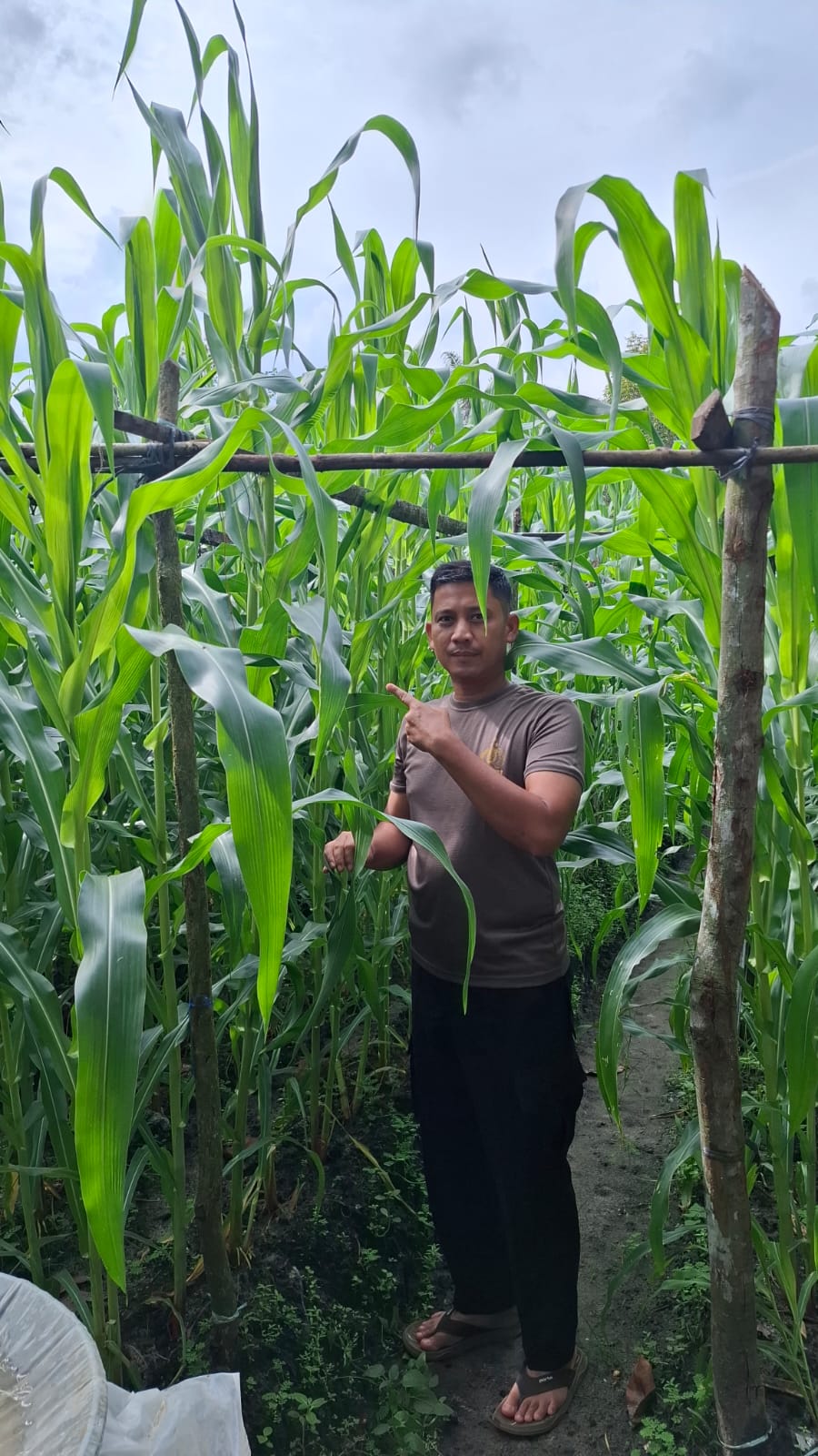 Kapolsek Bukit Kapur Tinjau Tanaman Jagung Pipil Perkuat Ketahanan Pangan Nasional