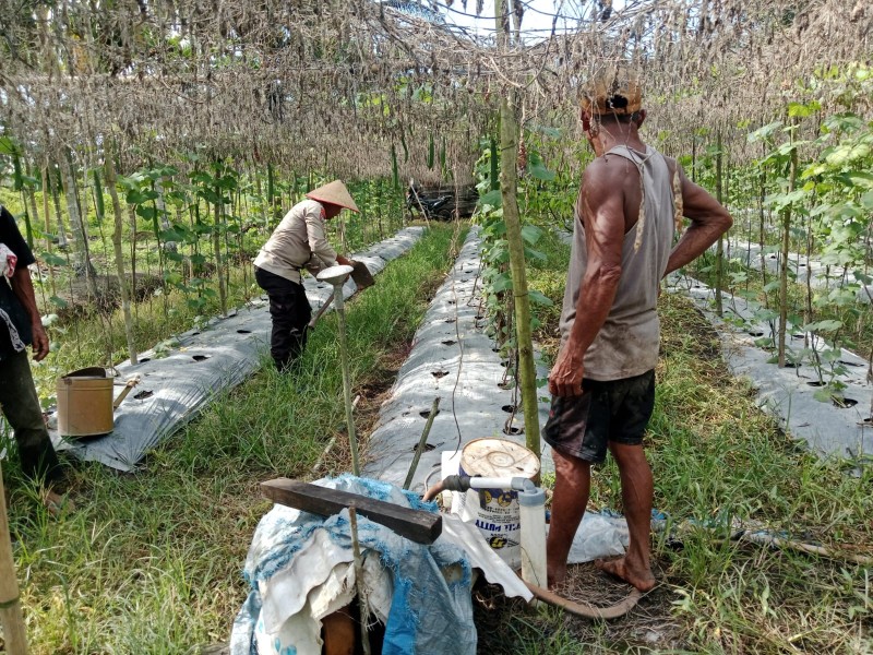 Bhabinkamtibmas Kelurahan Bangsal Aceh Cek Kebun Pare dan Gambas, Dukung Ketersediaan Sayuran Lokal