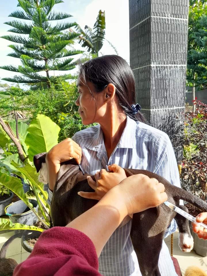 Pemkab Dairi Imbau Masyarakat Segera Vaksinasi Anjing Cegah Rabies