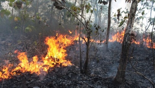 Polisi Tetapkan 20 Tersangka Pembakaran Hutan