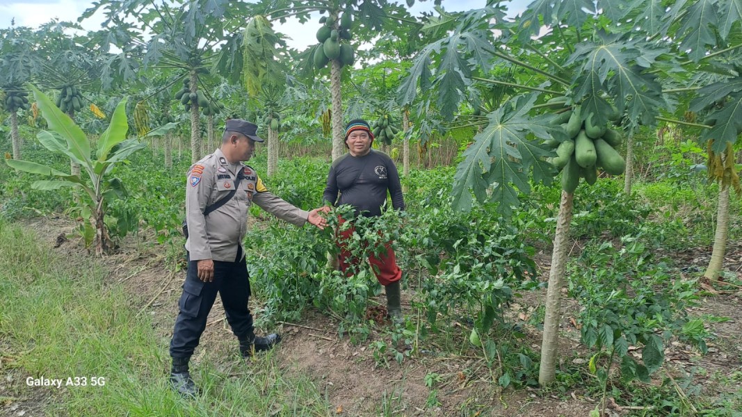 Bhabinkamtibmas Kelurahan Pangkalan Sesai Cek Lahan Pepaya dan Cabai, Dukung Ketahanan Pangan Nasional