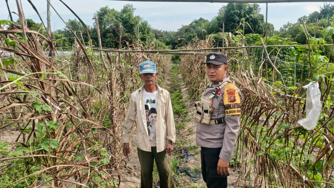 Bhabinkamtibmas Kelurahan Bagan Besar Tinjau Tanaman Cabe, Dorong Pemanfaatan Lahan untuk Pangan Bergizi