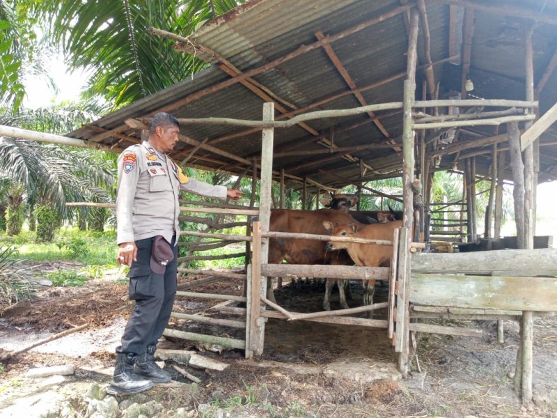 Polsek Medang Kampai Pantau Kandang Sapi Poktan PAIMUN Wujud Dukungan Program Ketahanan Pangan Nasional