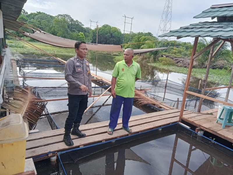 Bhabinkamtibmas Kelurahan Bukit Datuk Tinjau Budidaya Ikan Lele, Optimalkan Potensi Perairan Dukung Ketahanan Pangan Bergizi