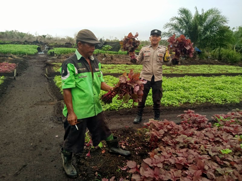 Kapolsek Dumai Barat AKP Dedi Nofarizal Apresiasi Ketahanan Pangan, Bhabinkamtibmas Pantau Pekarangan Pangan Bergizi
