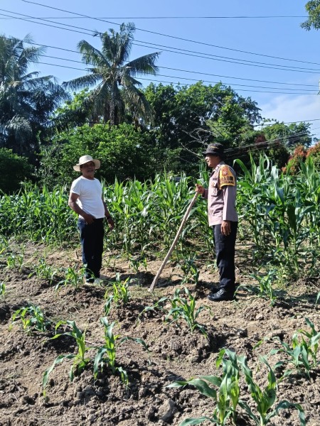 Bhabitkatimas Kelurahan Ratu Sima Cek Tanaman Jagung Manis Dukung Ketahanan Pangan Nasional