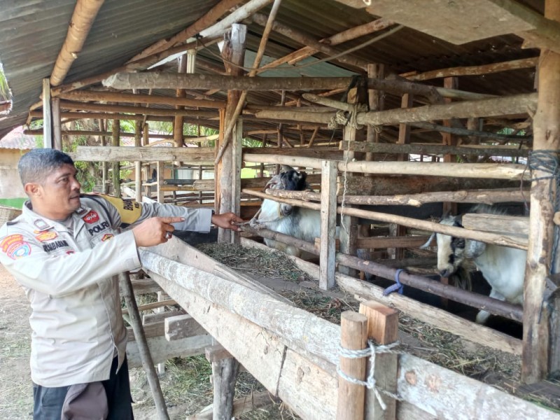 Kelompok Tani Mbah Parto Usahakan Peternakan Kambing Di Pelintung