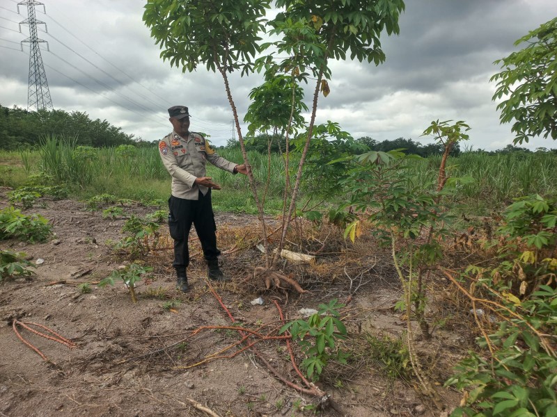 Anggota Binmas Polres Dumai Tinjau Budidaya Ubi Kayu Kelompok Tani Mastur di Kelurahan Pelintung
