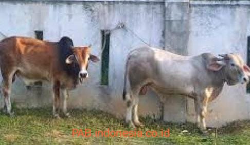 Berkah Hari Raya Idul Adha 1440 H, Pasutri Ini Sumbang 2 Ekor Sapi