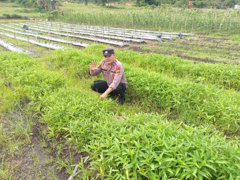 Kanit Binmas Polres Dumai Sambangi Lahan Pertanian Sayuran Milik Warga di Kelurahan Pelintung