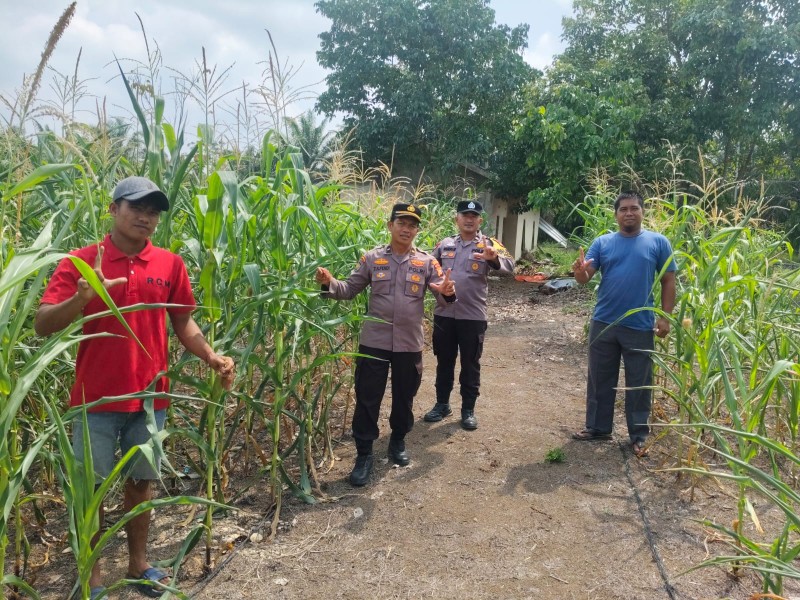 Polsek Rambah Samo Cek Jagung Pioneer P32 Singa Usia 66 HST di Dusun Aur. Kolaborasi 3 Pilar Dorong Peningkatan Ketahanan Pangan Nasional