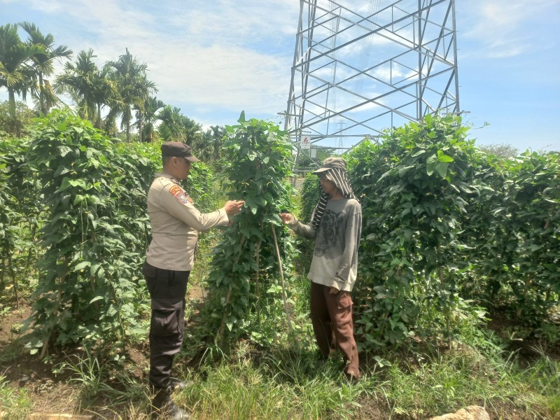 Bhabinkamtibmas Aipda Jaka Cek Lahan Poktan Aris, Tanam Kacang Panjang Dukung Ketahanan Pangan Nasional