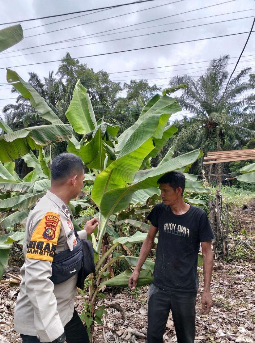 Bhabinkamtibmas Kelurahan Mundam Sambangi Kebun Pisang Manis Milik Ahmad Nasir, Dukung Ketahanan Pangan Nasional