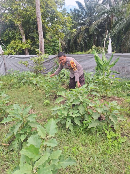 Bhabinkamtibmas Kelurahan Guntung Sambangi Petani Terong, Dorong Produktivitas Sayuran Demi Ketahanan Pangan