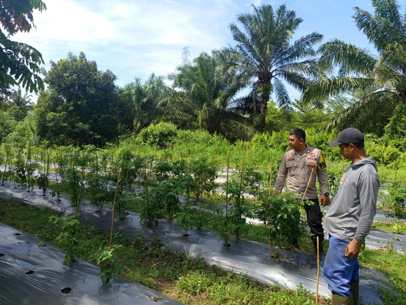 Bhabinkamtibmas Kelurahan Teluk Makmur Sambangi Kebun Cabai Milik Bapak Mulyadi, Perkuat Pasokan Komoditas Utama Masyarakat