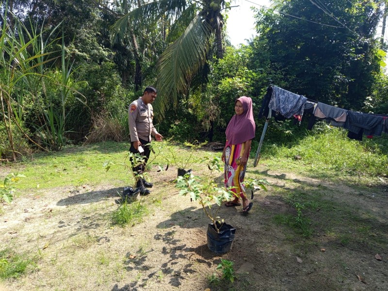 Bhabinkamtibmas Kelurahan Teluk Makmur Sambang Warga Tinjau Budidaya Tanaman Terong Dukung Perkarangan Pangan Bergizi