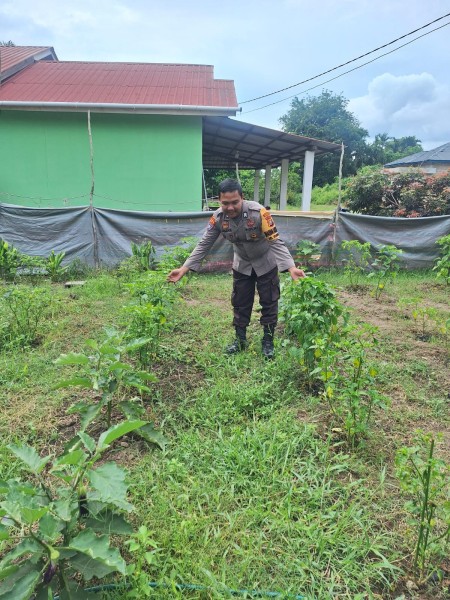 Bhabinkamtibmas Kelurahan Guntung Sambangi Kebun Cabai Milik Fatimah, Pastikan Ketersediaan Komoditas Strategis