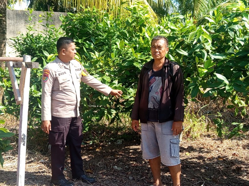 Kelompok Tani Heriyanto  Kembangkan Jambu Madu  Lahan  50X50 Meter Dukung Ketahanan Pangan Dan Ekonomi Masyarakat