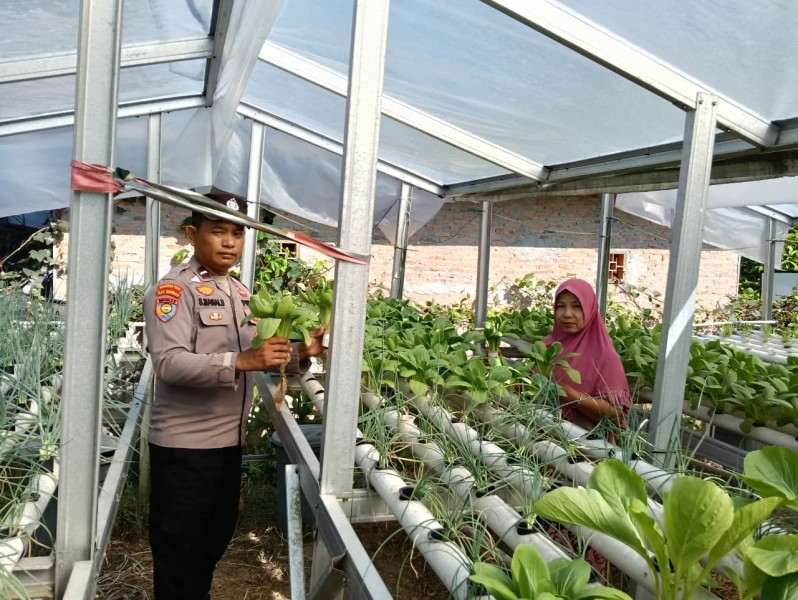 Bhabinkamtibmas Kelurahan Mekar Sari Cek Kebun Pakcoy, Dukung Ketahanan Pangan Nasional