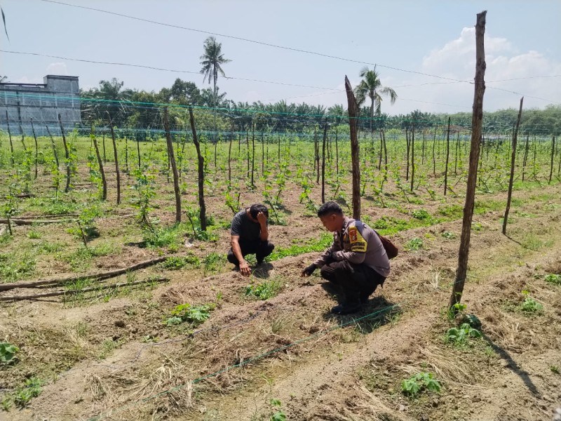 Bhabinkamtibmas Cek Perkarangan Pare dan Ubi Kelurahan Tanjung Penyembal Dukung Ketahanan Pangan