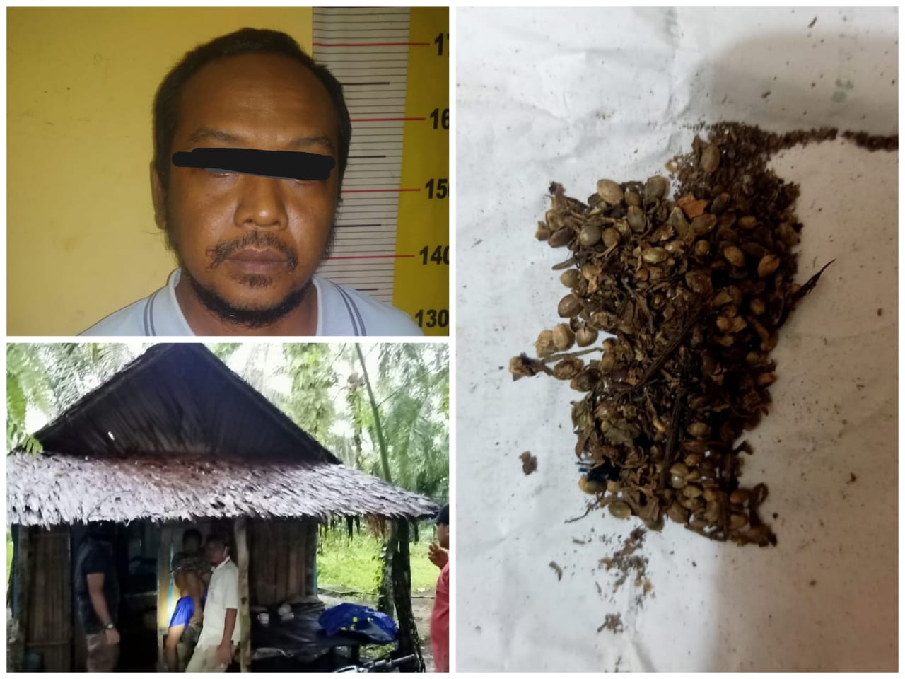 Pemakai Daun Ganja Saheri Diciduk Polsek Kotarih