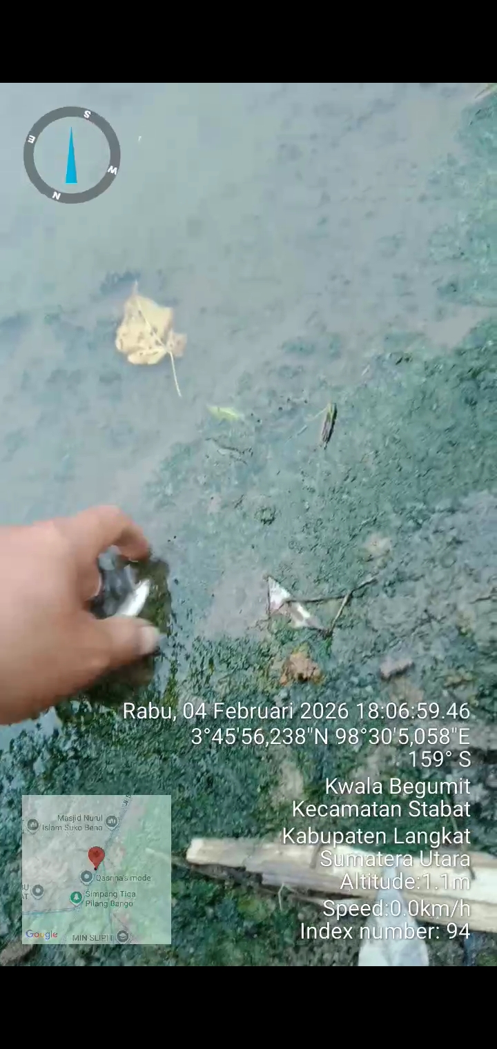 Waduh ! Ribuan Ikan Mati Mengapung Di  Sungai Cabang Bengkel Stabat  jadi Kubangan Limbah Berbahaya, Terkuak Ada Limbah Pabrik Tebu Kwala Madu dan Limbah Ternak