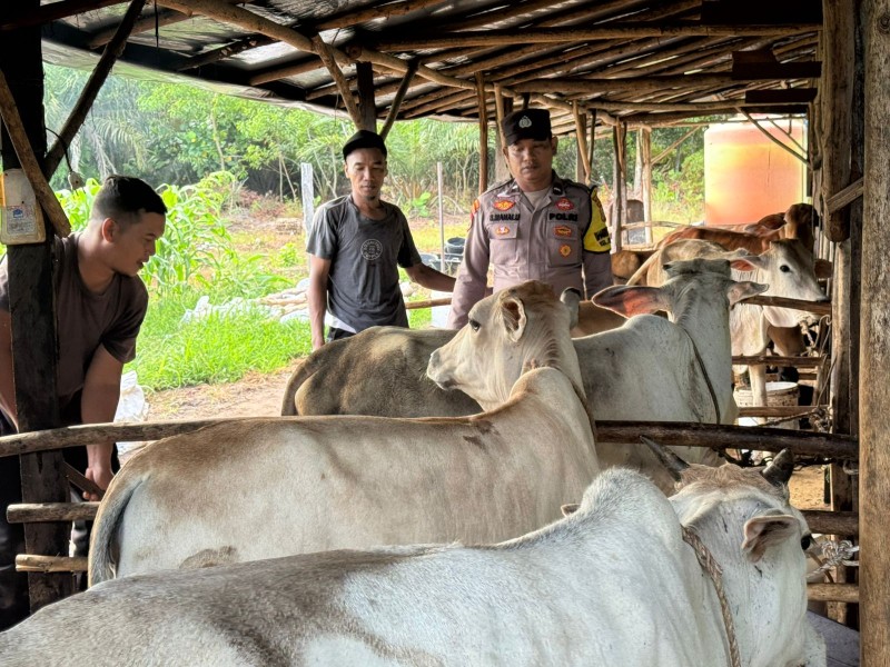 Bhabinkamtibmas Kelurahan Mekar Sari Cek Kandang Sapi Milik Kelompok Ternak Tuah Jaya, Perkuat Ketersediaan Pangan Berasal Hewani