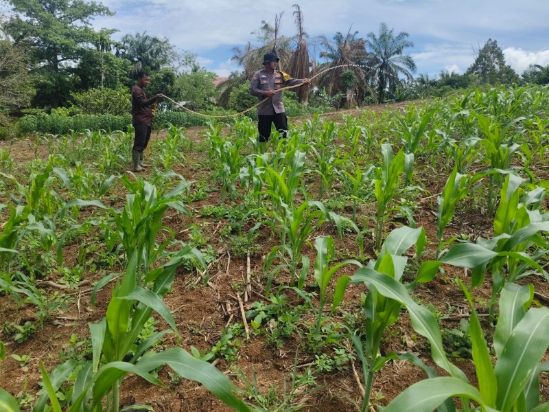 Tanaman Jagung Polsek Rambah Samo Tumbuh Subur, Ketahanan Pangan Dimulai dari Aksi di Desa
