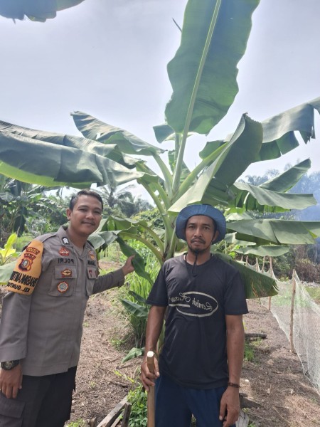 Bhabinkamtibmas Guntung Sambangi Kebun Pisang Dukung Program Ketahanan Pangan Nasional