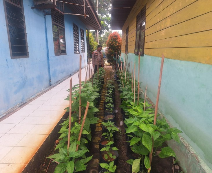 Bhabinkamtibmas Kelurahan Guntung Sambangi Lahan Cabai Milik Warga Dukung Ketahanan Pangan dan Pemanfaatan Lahan Pekarangan