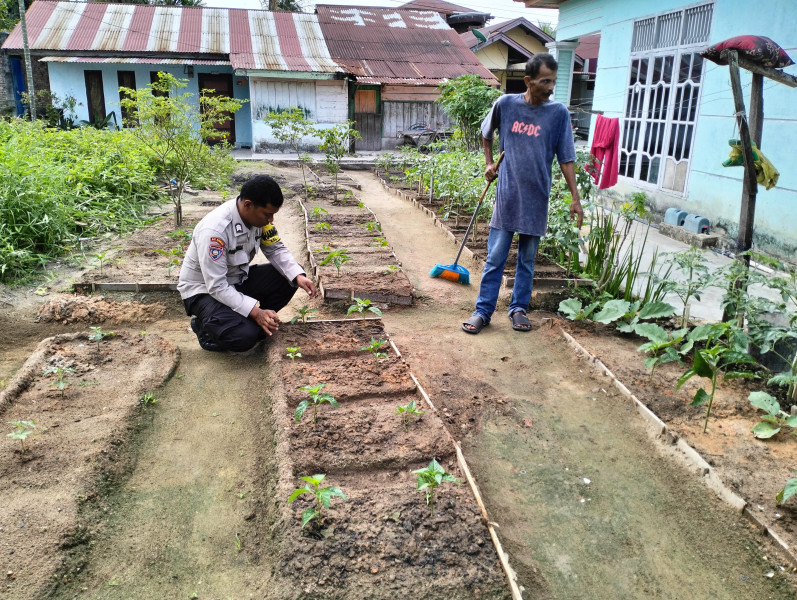 Kapolsek Dumai Kota Mewakili Kapolres Dumai Melakukan Pengecekan Tanaman Hidroponik