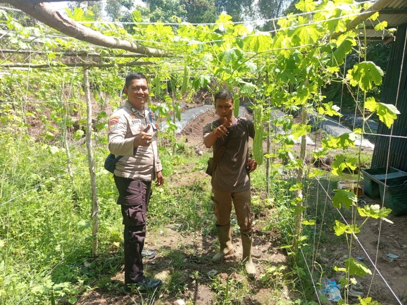 Bhabinkamtibmas Cek Pekarangan Pangan Bergizi Tanaman Pare Bersama Kelompok Tani